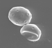 Black Walnut Pollen