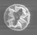 China Fir Pollen