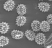 Common Daisy Pollen