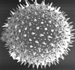Hollyhook Pollen