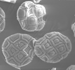 Acacia Pollen