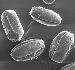 Almond Pollen