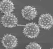 Anisodontea Pollen
