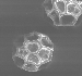 Acetol Pollen
