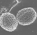 Basil Pollen