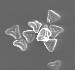 Bottlebrush Pollen