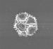 Chicory Pollen
