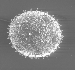 Zucchini Pollen