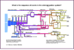 bjs flowchart